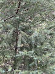 Pseudotsuga menziesii glauca