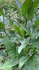 Symphytum officinale