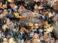 Pimpla