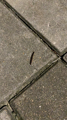 Asiomorpha coarctata