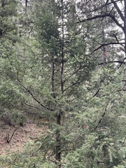 Pseudotsuga menziesii glauca