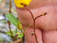 Utricularia australis