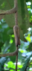 Ricaniidae
