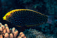Bluespotted Wrasse photo 1