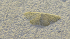 Idaea subsericeata