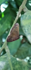 Ricaniidae