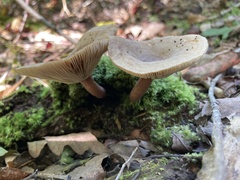 Lactarius quietus