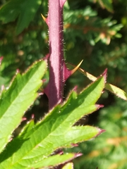 Rubus laciniatus