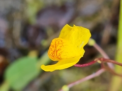 Utricularia australis