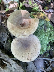 Lactarius quietus