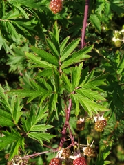 Rubus laciniatus