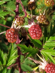 Rubus laciniatus