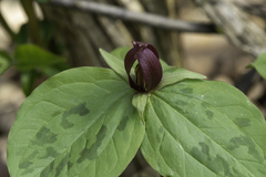 Trillium sessile