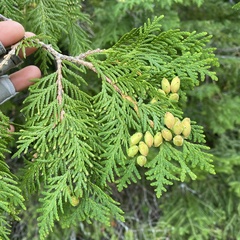 Thuja occidentalis