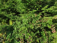 Rubus laciniatus