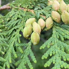 Thuja occidentalis