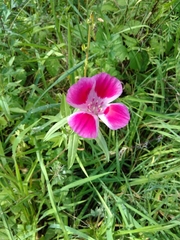Clarkia amoena