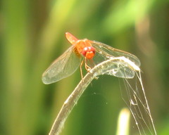 Odonata