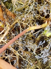 Utricularia australis