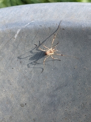 Paroligolophus agrestis