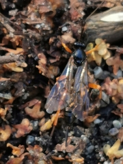 Pimpla