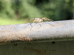 Paroligolophus agrestis