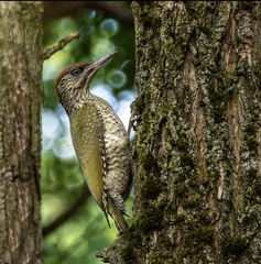 Picus viridis