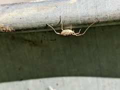 Paroligolophus agrestis