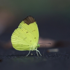 Eurema sari