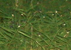 Hirundo rustica