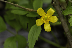 Ranunculus hispidus
