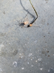 Paroligolophus agrestis