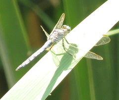 Odonata