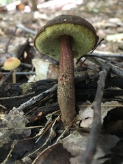 Xerocomellus chrysenteron