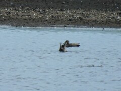 Mareca strepera strepera