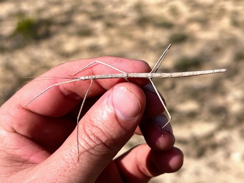 Striped Walkingstick photo 3