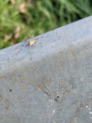 Paroligolophus agrestis