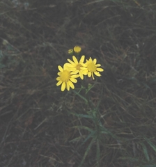 Senecio inaequidens