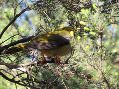 Manorina melanophrys