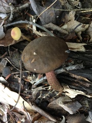 Xerocomellus chrysenteron