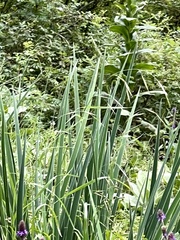 Iris missouriensis