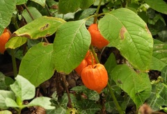 Alkekengi officinarum