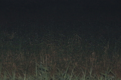 Hirundo rustica