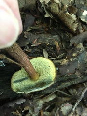 Xerocomellus chrysenteron