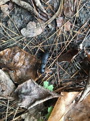 Ocypus olens