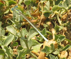 Platycnemis dealbata
