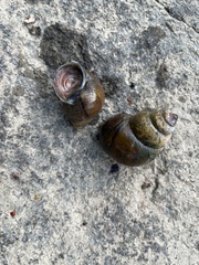 Cipangopaludina chinensis