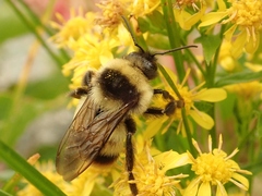 Bombus hypocrita hypocrita