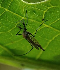 Armigeres subalbatus