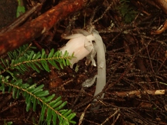 Monotropastrum humile